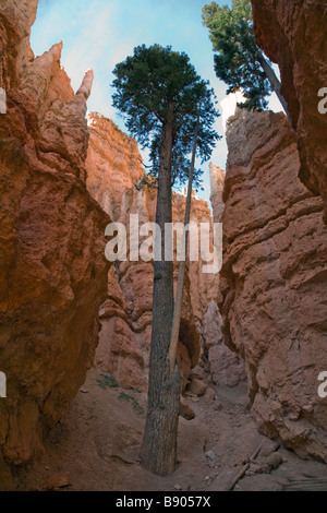 Inside Wall Street which is along the Navajo Loop Trail in Bryce Canyon National Park Utah Stock Photo