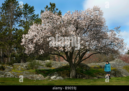 A young woman stands under a cherry blossom tree in Beacon Hill Park, Victoria, British Columbia, Canada in the spring season. Stock Photo