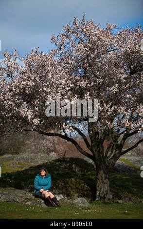 A young woman sits under a cherry blossom tree in Beacon Hill Park, Victoria, British Columbia, Canada, in the spring season. Stock Photo