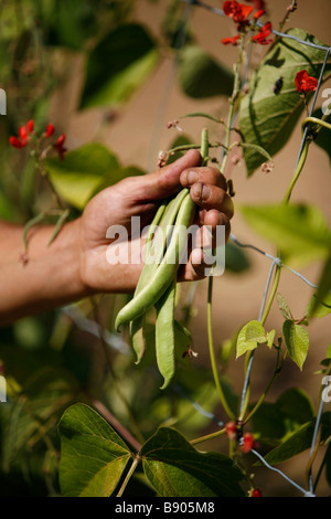 A man's hand holds a bunch of long green beans growing on their vine on a farm. Stock Photo