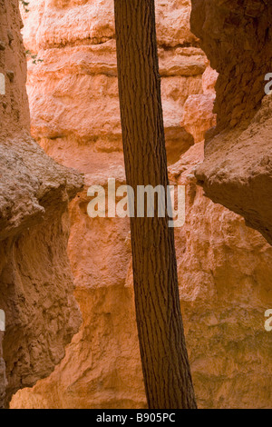 Inside Wall Street which is along the Navajo Loop Trail in Bryce Canyon National Park Utah Stock Photo