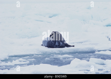 HOODED SEAL, MALE, GULF OF SAINT LAWRENCE, CANADA Stock Photo