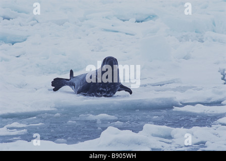 HOODED SEAL, MALE, GULF OF SAINT LAWRENCE, CANADA Stock Photo