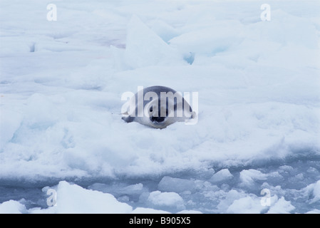 HOODED SEAL PUP, GULF OF SAINT LAWRENCE, CANADA Stock Photo