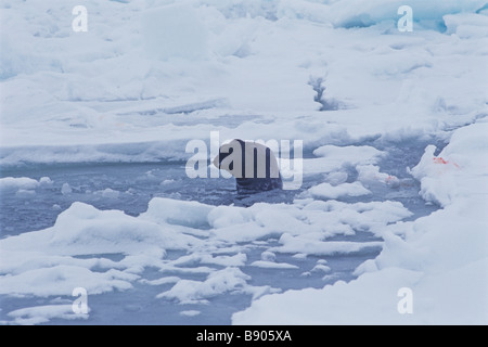 HOODED SEAL, MALE, GULF OF SAINT LAWRENCE, CANADA Stock Photo