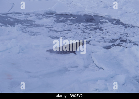 HOODED SEAL, MALE, GULF OF SAINT LAWRENCE, CANADA Stock Photo