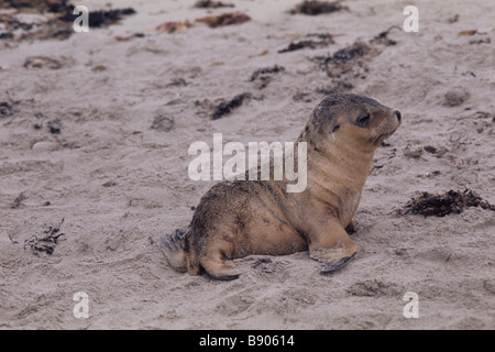 AUSTRALIAN SEA LION PUP, KANGAROO IS., AUSTRALIA Stock Photo