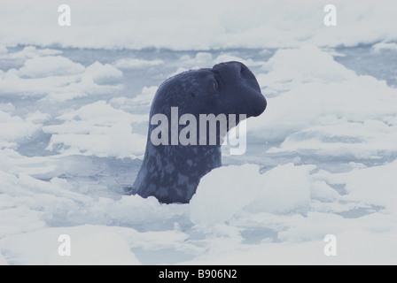 HOODED SEAL, MALE, GULF OF SAINT LAWRENCE, CANADA Stock Photo