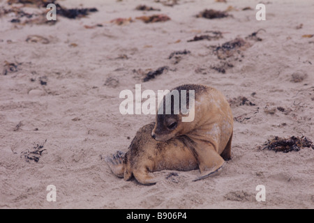 AUSTRALIAN SEA LION PUP, KANGAROO IS., AUSTRALIA Stock Photo