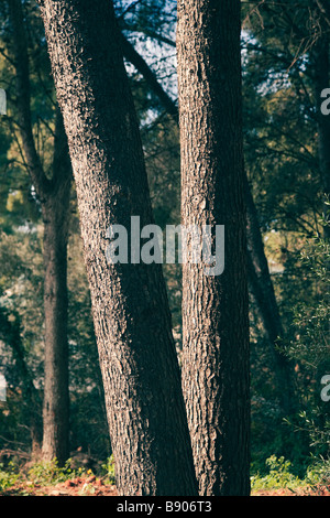 Two trees leaning in different directions Stock Photo