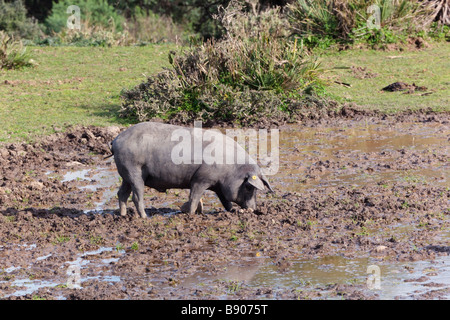 Spanish hams from Pata negra pigs Stock Photo - Alamy