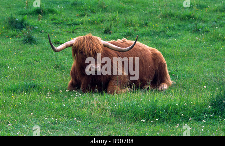 Distinctive long horns and thick red coat of Highland Cow sitting in pasture hardy breed of cattle native to the Scottish Highlands reared for beef Stock Photo