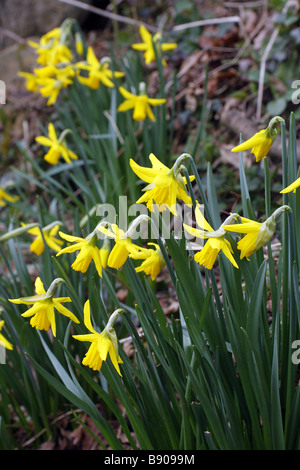 Narcissus February Gold on a Devon bank Stock Photo