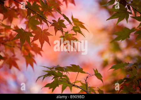 Maple leaves beginning to turn red Stock Photo