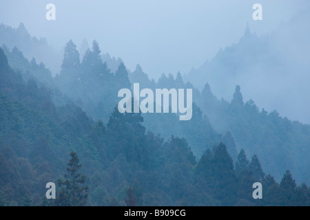 Foggy Japanese Cedar forest Stock Photo