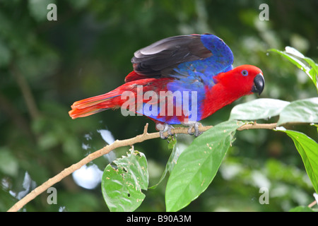 Eclectus Parrot (Eclectus roratus polychloros), female perched on branch Stock Photo