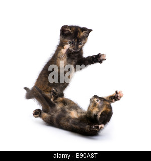 two Tortoiseshell cat 2 months in front of a white background Stock Photo