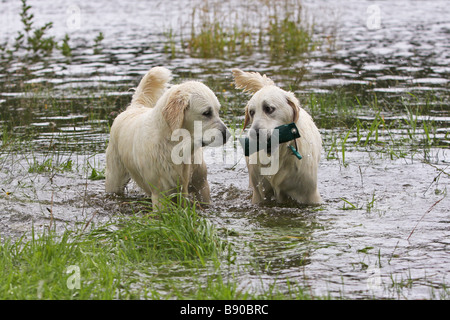 two young Golden Retriever dogs - standing in water Stock Photo