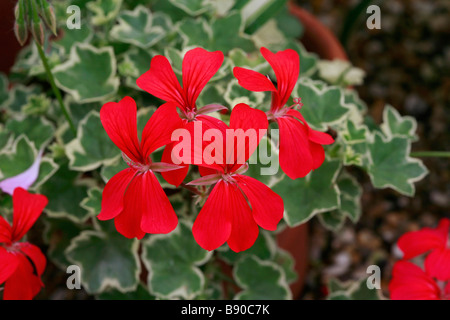 Pelargonium peltatum, hybrid Stock Photo