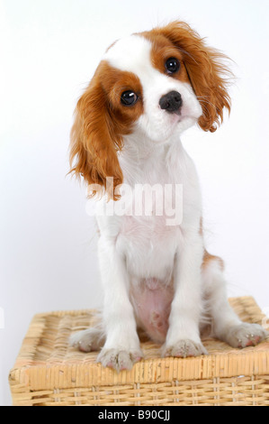 A King Charles puppy in a basket. Stock Photo