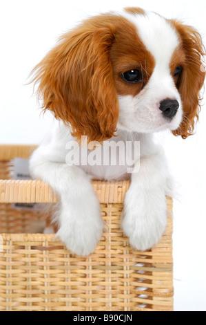 A King Charles puppy in a basket. Stock Photo