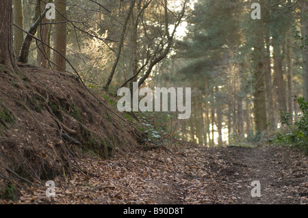 Sunken forest track, dating from Bronze Age, North Yorkshire, UK Stock Photo