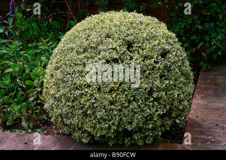 Buxus sempervirens Elegantissima Stock Photo