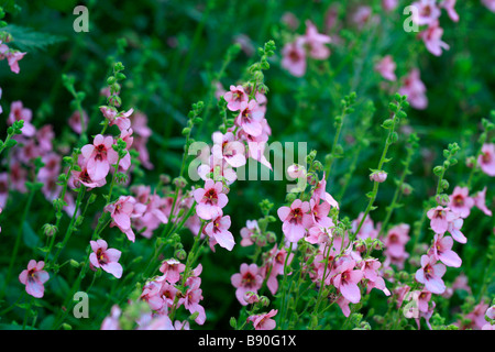 Diascia barberae Ruby Field Stock Photo