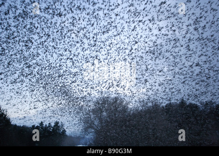 Huge flock of finches fly in to rest for the night Stock Photo