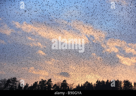 Huge flock of finches fly in to rest for the night Stock Photo