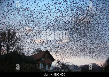 Huge flock of finches fly in to rest for the night Stock Photo