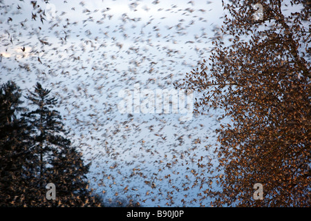 Huge flock of finches fly in to rest for the night Stock Photo