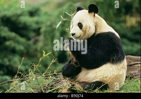 Giant Panda bear munching bamboo / Ailuropoda melanoleuca Stock Photo
