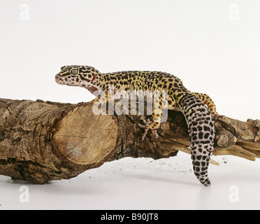 Leopard gecko on branch / Eublepharis macularius Stock Photo