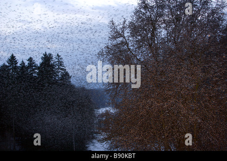 Huge flock of finches fly in to rest for the night Stock Photo