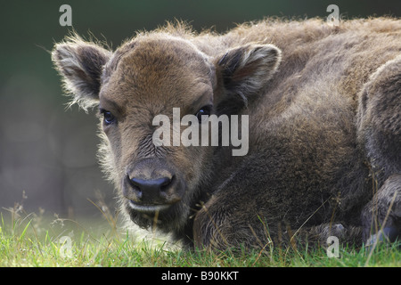 Cute calf lying on the grass in Betulia, Sucre, Colombia Stock Photo ...