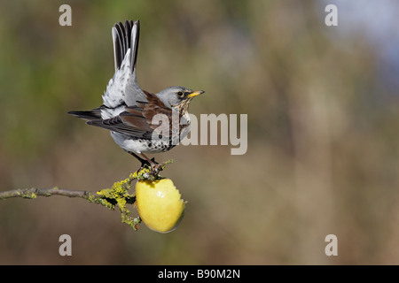 Fieldfare Turdus pilaris perched on apple Stock Photo