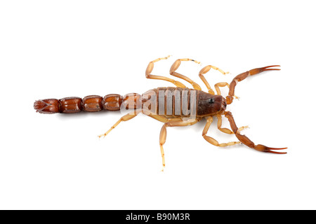 Poisonous African scorpion (Parabuthus spp) on white Stock Photo