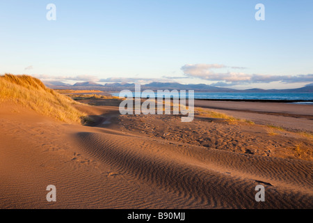 Marram grass sand dunes on Traeth Llanddwyn beach. Newborough Isle of Anglesey North Wales UK Britain Stock Photo