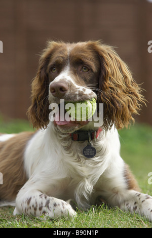 English Springer Spaniel (Canis lupus familiaris) with tennis ball in the mouth Stock Photo