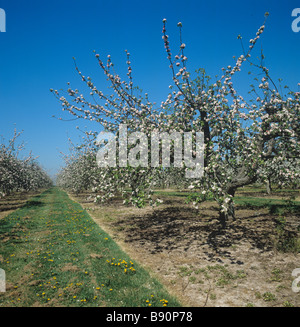 Apple orchard with mature trees in full blossom Kent Stock Photo