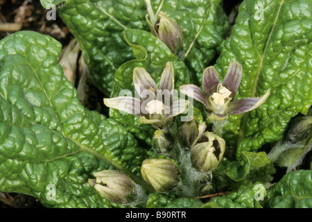 Mandrake, Mandragora officinarum Stock Photo: 62876039 - Alamy