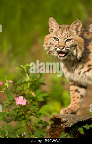 Sound Effects Library - Animal, Bobcat - Growl With Snarls And