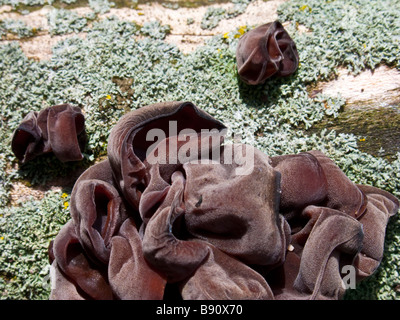 Auricula auricula judae, Jews Ear fungus Stock Photo