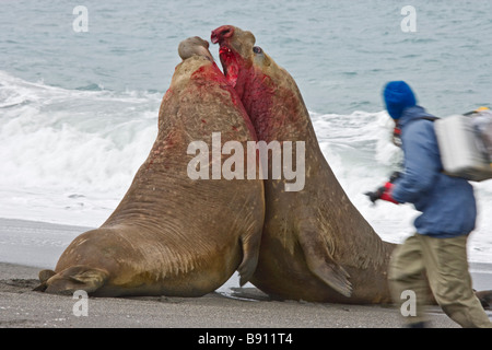 South Georgia Island, UK, St. Andrews Bay - Bull Elephant Seals in Battle Stock Photo