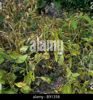 Severe manganese Mn deficiency on potato plants Stock Photo