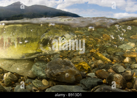 Chum Salmon Oncorhynchus keta Juneau Alaska split level above and below over under Stock Photo