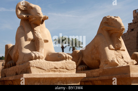 Avenue of [ram headed] sphinxes lining the entrance to Karnak Temple, Luxor, Egypt Stock Photo