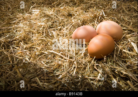 Three brown free-range chicken eggs on a straw background Stock Photo