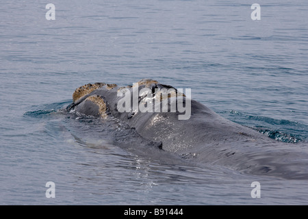 South Georgia Island, UK, Right Whale Bay - Right Whale Stock Photo